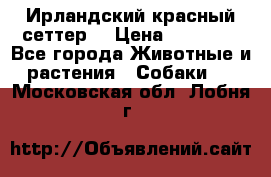 Ирландский красный сеттер. › Цена ­ 30 000 - Все города Животные и растения » Собаки   . Московская обл.,Лобня г.